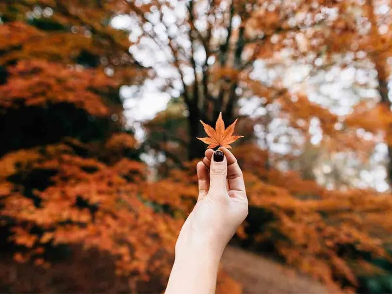 Colores de la Temporada Otoño Invierno 2024-2025